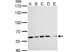 Image no. 4 for anti-Karyopherin (Importin) alpha 4 (KPNA4) (C-Term) antibody (ABIN2856326)