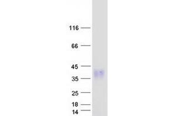 PLA2G2F Protein (Myc-DYKDDDDK Tag)