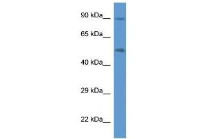 Image no. 1 for anti-Cytochrome P450, Family 2, Subfamily W, Polypeptide 1 (CYP2W1) (C-Term) antibody (ABIN926601)