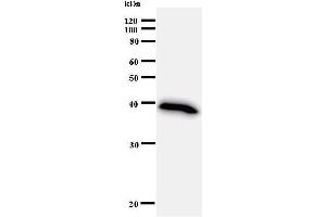 Image no. 2 for anti-Bromodomain and PHD Finger Containing, 1 (BRPF1) antibody (ABIN933002)