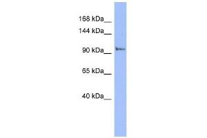 Image no. 1 for anti-Phosphatidylinositol 4-Kinase, Catalytic, beta (PI4KB) (N-Term) antibody (ABIN631948)