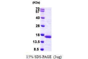 Image no. 1 for Prefoldin Subunit 6 (PFDN6) (AA 1-129) protein (His tag) (ABIN667890)