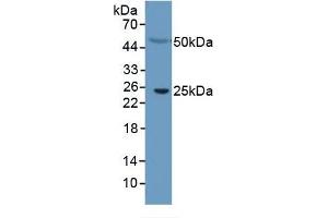 CRP ELISA 试剂盒