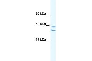 Image no. 1 for anti-Early Growth Response 2 (EGR2) (C-Term) antibody (ABIN2792631)