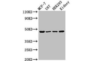 WWOX Antikörper  (AA 1-180)
