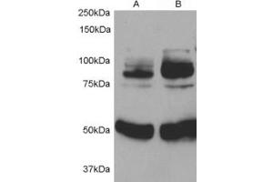 Image no. 1 for anti-Adaptor Protein, phosphotyrosine Interaction, PH Domain and Leucine Zipper Containing 1 (APPL1) (Internal Region) antibody (ABIN190879)
