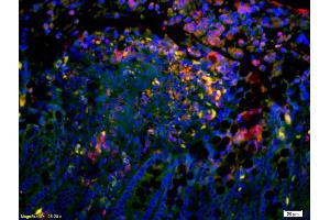 Image no. 1 for anti-Complement 4 (C4) (AA 701-800) antibody (ABIN1385186)