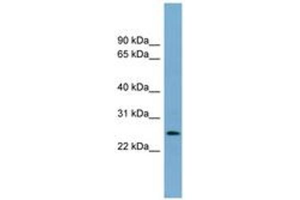 anti-Lin-37 Homolog (LIN37) (AA 71-120) antibody