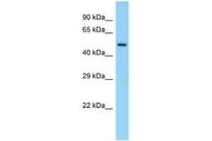 Image no. 1 for anti-Eukaryotic Translation Initiation Factor 5 (EIF5) (C-Term) antibody (ABIN6748326)