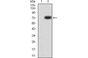 FSHR antibody  (AA 18-366)