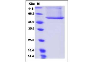 Image no. 1 for Bactericidal/Permeability Increasing Protein (BPI) (AA 1-487) protein (His tag) (ABIN2005966)
