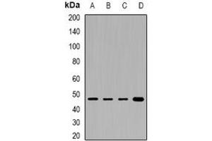 Image no. 1 for anti-phosphorylase Kinase, gamma 2 (Testis) (PHKG2) (full length) antibody (ABIN6004436)