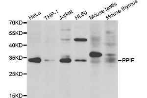 Image no. 1 for anti-Peptidylprolyl Isomerase E (Cyclophilin E) (PPIE) antibody (ABIN6570892)