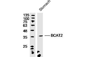 Image no. 2 for anti-Branched Chain Amino-Acid Transaminase 2, Mitochondrial (BCAT2) (AA 101-200) antibody (ABIN718511)