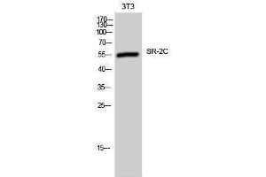 Image no. 1 for anti-5-Hydroxytryptamine (serotonin) Receptor 2C (HTR2C) (Internal Region) antibody (ABIN3180888)