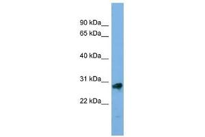 Image no. 1 for anti-Kallikrein-Related Peptidase 13 (KLK13) (Middle Region) antibody (ABIN631838)