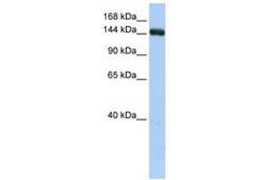 Image no. 1 for anti-UDP-Glucose Glycoprotein Glucosyltransferase 2 (UGT2) (C-Term) antibody (ABIN6741047)