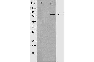 Image no. 1 for anti-Thrombospondin 1 (THBS1) (Internal Region) antibody (ABIN6266280)