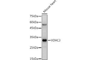 VDAC3 anticorps  (AA 1-283)