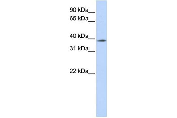 anti-Methyl-CpG Binding Domain Protein 2 (MBD2) (N-Term) antibody