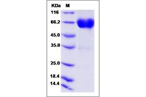 Image no. 1 for CD300a (CD300A) (AA 1-178) protein (Fc Tag) (ABIN2005221)