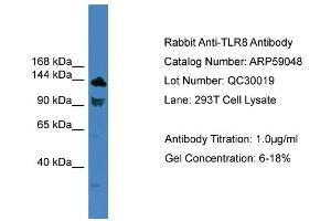 Image no. 2 for anti-Toll-Like Receptor 8 (TLR8) (C-Term) antibody (ABIN2787921)