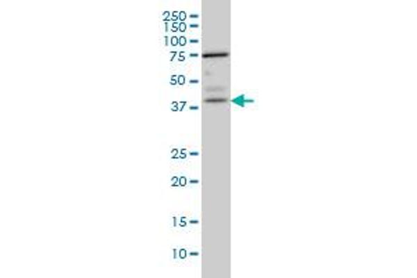 PNMA1 antibody  (AA 62-160)