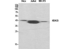 Image no. 2 for anti-Histone Deacetylase 8 (HDAC8) (Tyr753) antibody (ABIN3184991)