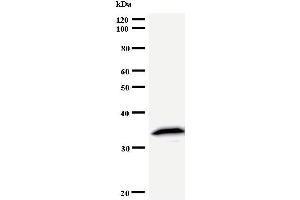 Image no. 3 for anti-Tyrosyl-tRNA Synthetase (Yars) antibody (ABIN933090)