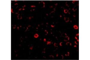 Image no. 2 for anti-Toll-Like Receptor 3 (TLR3) (C-Term) antibody (ABIN500948)