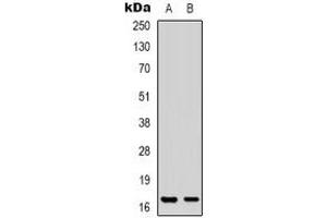 Image no. 3 for anti-Protein Phosphatase 1, Regulatory (Inhibitor) Subunit 14A (PPP1R14A) (N-Term) antibody (ABIN2801446)