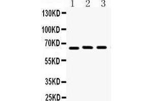 Lamin B1 antibody  (AA 266-583)
