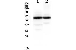 Image no. 1 for anti-Synaptotagmin I (SYT1) antibody (ABIN5692948)