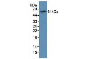 Major Basic Protein antibody  (AA 105-222)