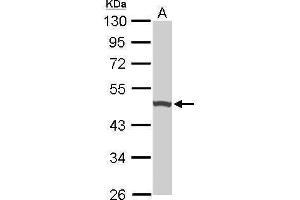 Image no. 3 for anti-Ubiquinol-Cytochrome C Reductase Core Protein I (UQCRC1) (Center) antibody (ABIN2855203)