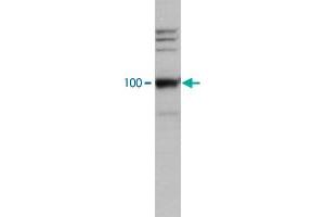 Image no. 1 for anti-Leo1, Paf1/RNA Polymerase II Complex Component, Homolog (S. Cerevisiae) (LEO1) antibody (ABIN542412)