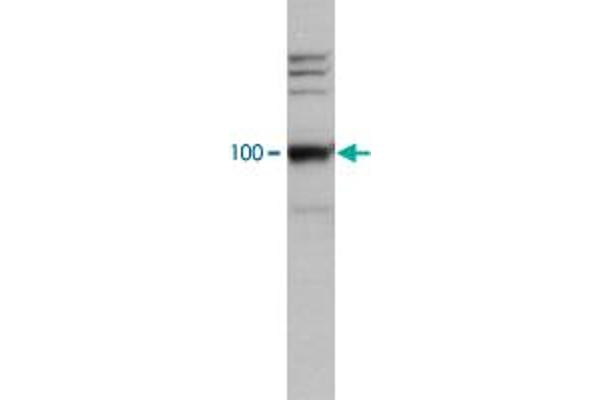 anti-Leo1, Paf1/RNA Polymerase II Complex Component, Homolog (S. Cerevisiae) (LEO1) antibody