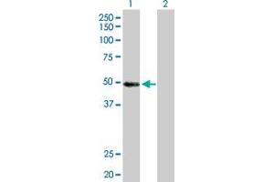 Western Blot analysis of MYST1 expression in transfected 293T cell line by MYST1 MaxPab polyclonal antibody.