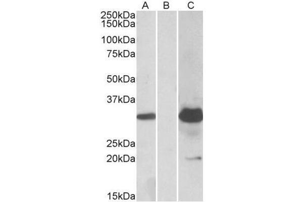 anti-Potassium Channel Tetramerisation Domain Containing 11 (KCTD11) (Internal Region) antibody