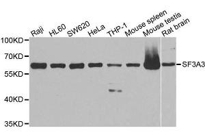 Image no. 1 for anti-Splicing Factor 3a, Subunit 3, 60kDa (SF3A3) antibody (ABIN1682671)