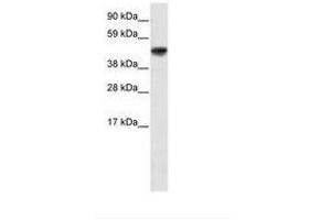 Image no. 2 for anti-Growth Arrest-Specific 7 (GAS7) (AA 118-167) antibody (ABIN203173)