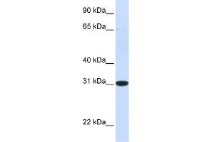 Image no. 1 for anti-Phenazine Biosynthesis-Like Protein Domain Containing 1 (PBLD1) (N-Term) antibody (ABIN2786593)