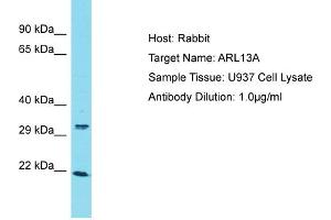 ARL13A antibody  (C-Term)