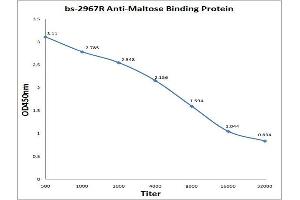 Maltose Binding Protein antibody  (AA 43-57)