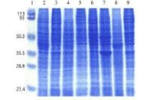 SDS-PAGE (SDS) image for Human Cell Line I Blot (ABIN2455957)