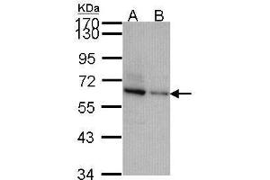 Image no. 1 for anti-Target of Myb1-Like 2 (TOM1L2) (C-Term) antibody (ABIN2856306)