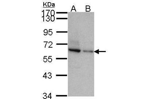 anti-Target of Myb1-Like 2 (TOM1L2) (C-Term) antibody