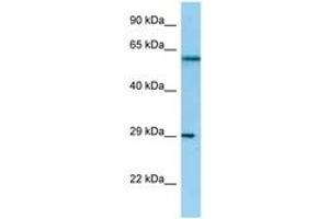 NSL1 antibody  (AA 192-241)