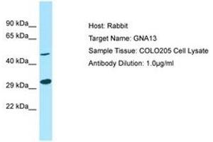 Image no. 1 for anti-Guanine Nucleotide Binding Protein (G Protein), alpha 13 (GNA13) (N-Term) antibody (ABIN6750009)
