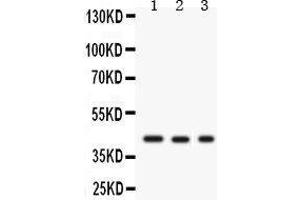 Image no. 3 for anti-Growth Associated Protein 43 (GAP43) (AA 216-238), (C-Term) antibody (ABIN3043685)
